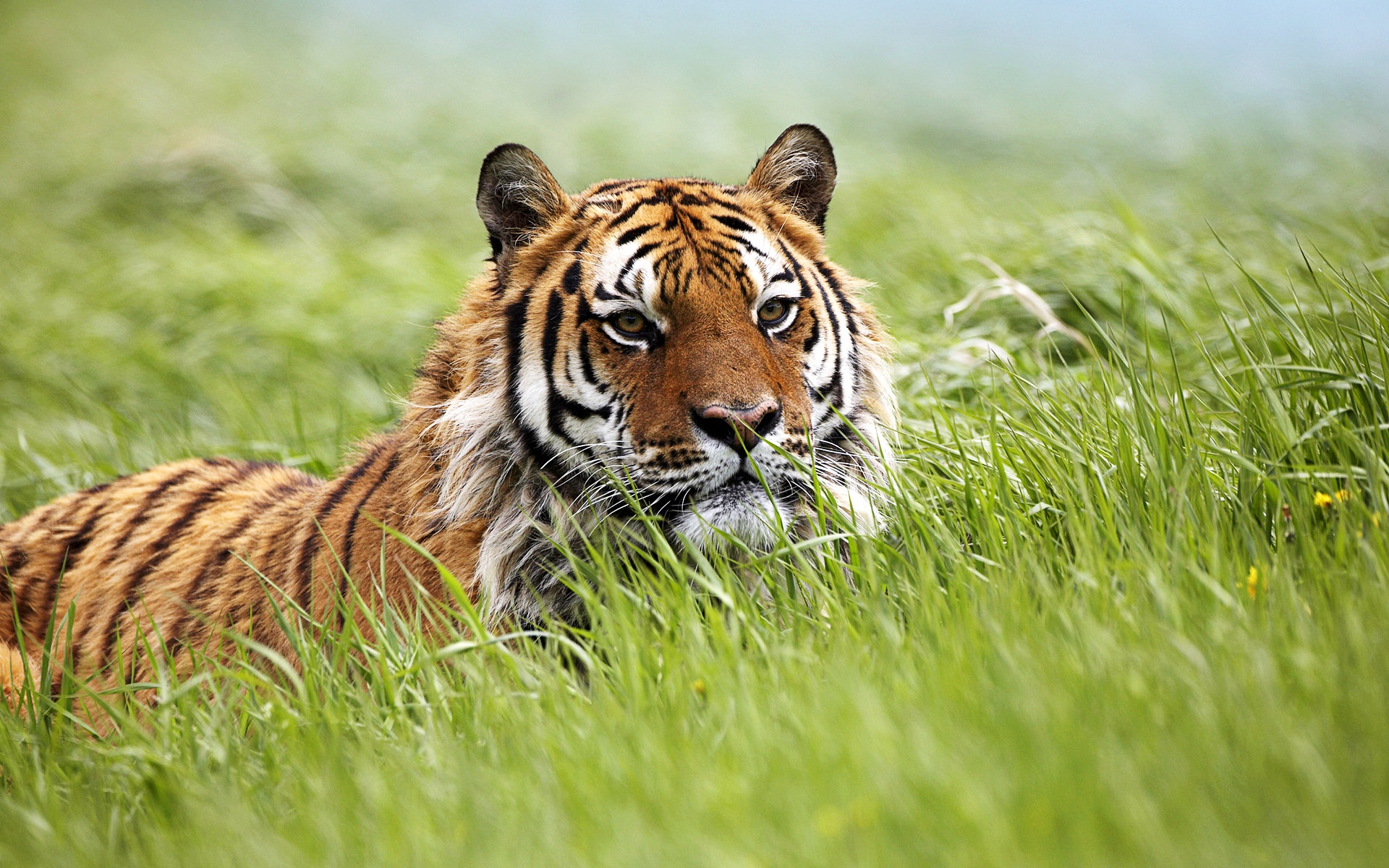 Amazing Siberian Tiger Wallpaper K